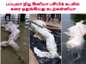 பப்புவா நியூ கினியா பசிபிக் கடலில் கரை ஒதுங்கியது கடற்கன்னியா வைரல் புகைப்படங்கள்