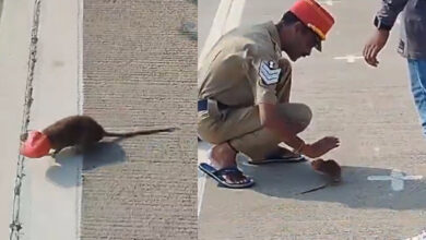 puducherry rat video