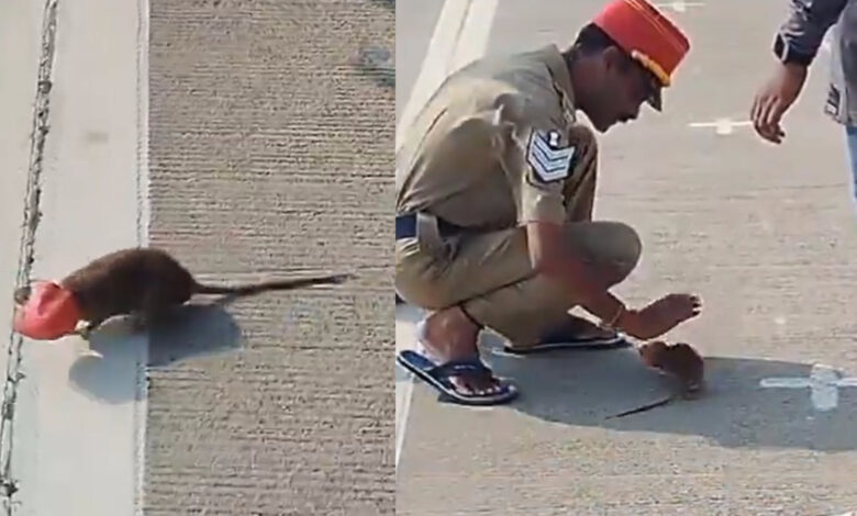 puducherry rat video