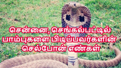 snake catcher contact number chennai