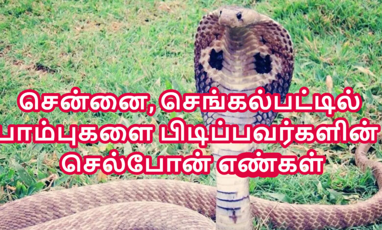 snake catcher contact number chennai