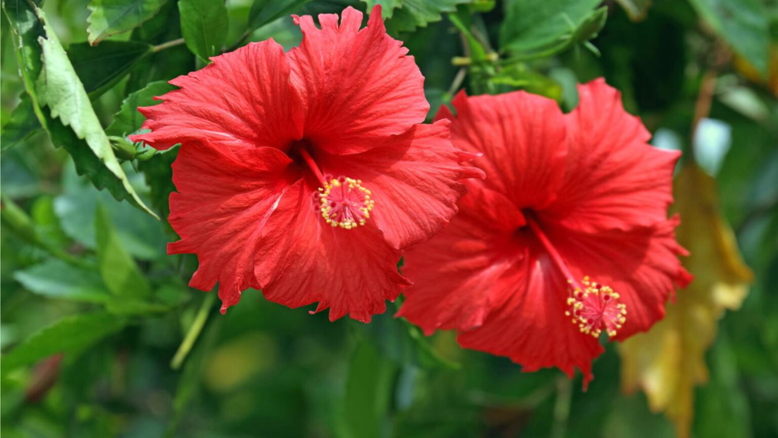 hibiscus-benefits-and-uses-10-news-jobs