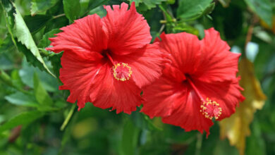 Hibiscus benefits and uses