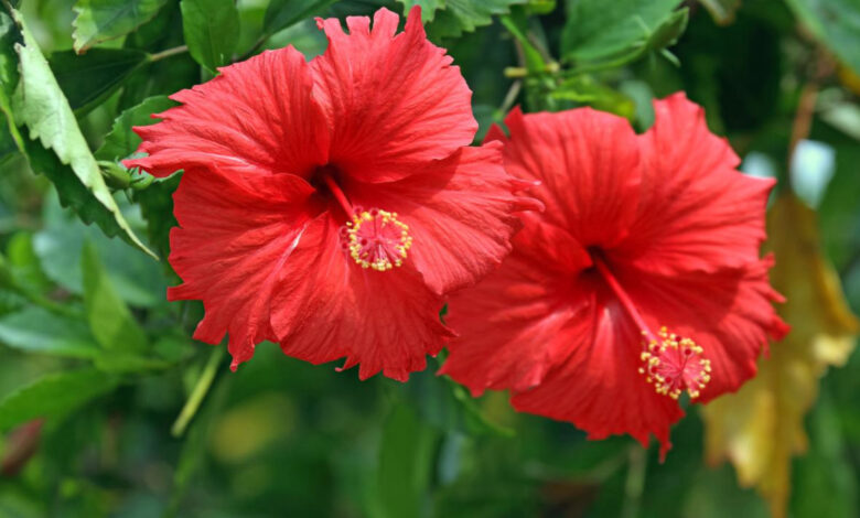 Hibiscus benefits and uses