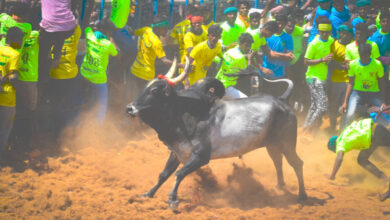 Madurai Jallikattu places dates 2024