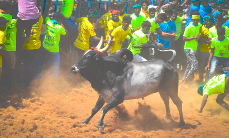 Madurai Jallikattu places dates 2024