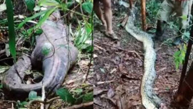 30ft long python swallowed woman