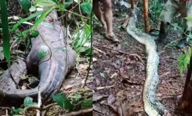 30ft long python swallowed woman