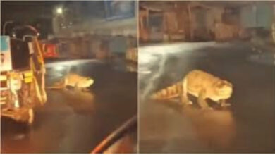 a crocodile on busy road in maharashtra