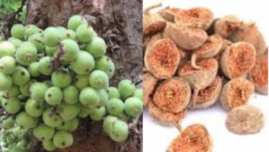 benefits of fig in tamil