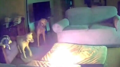 dog sets house on fire by chewing power bank