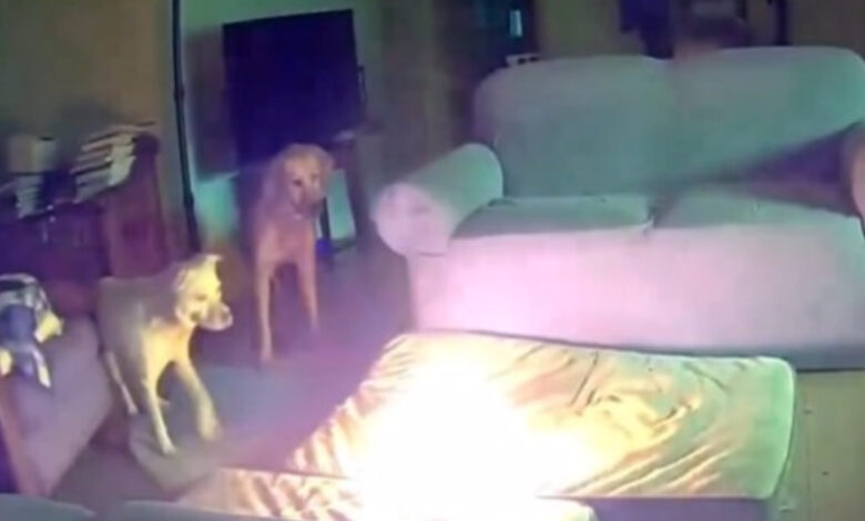 dog sets house on fire by chewing power bank