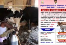 govt loan for dairy cow 