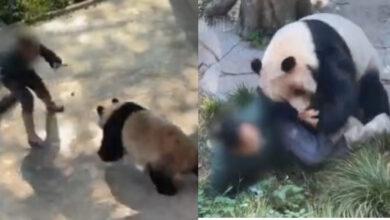 panda attacks caretaker in zoo