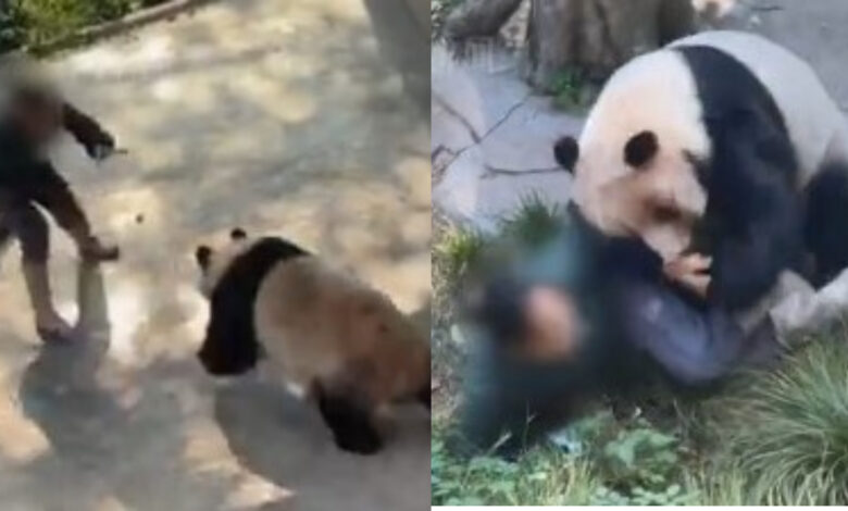 panda attacks caretaker in zoo