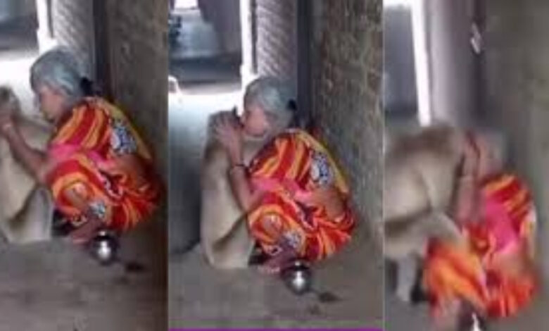 monkey attacks old women