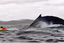 humpback whale viral video