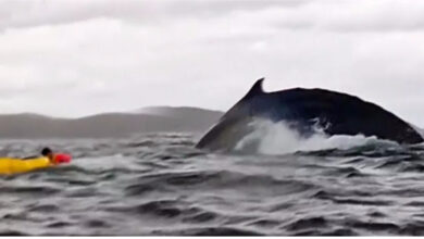 humpback whale viral video