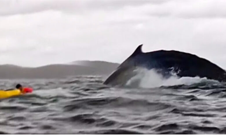 humpback whale viral video